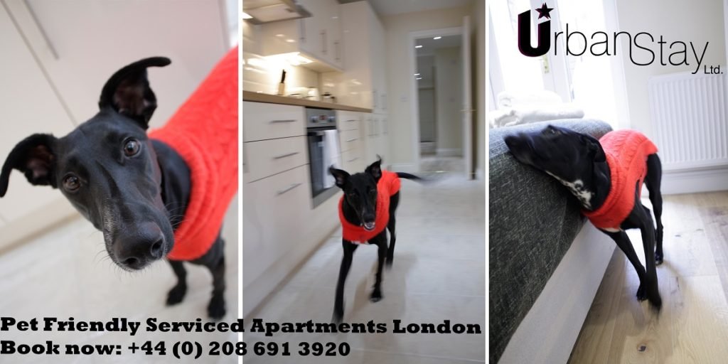 NEW Pet Friendly Apartments London Corporate Relocation Urban Stay