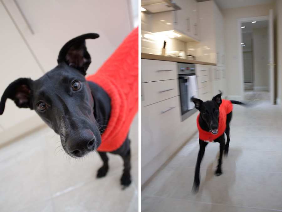 friendly apartments pet friendly apartments stay friendly accommodation friendly apartments pet friendly apartments stay friendly accommodation