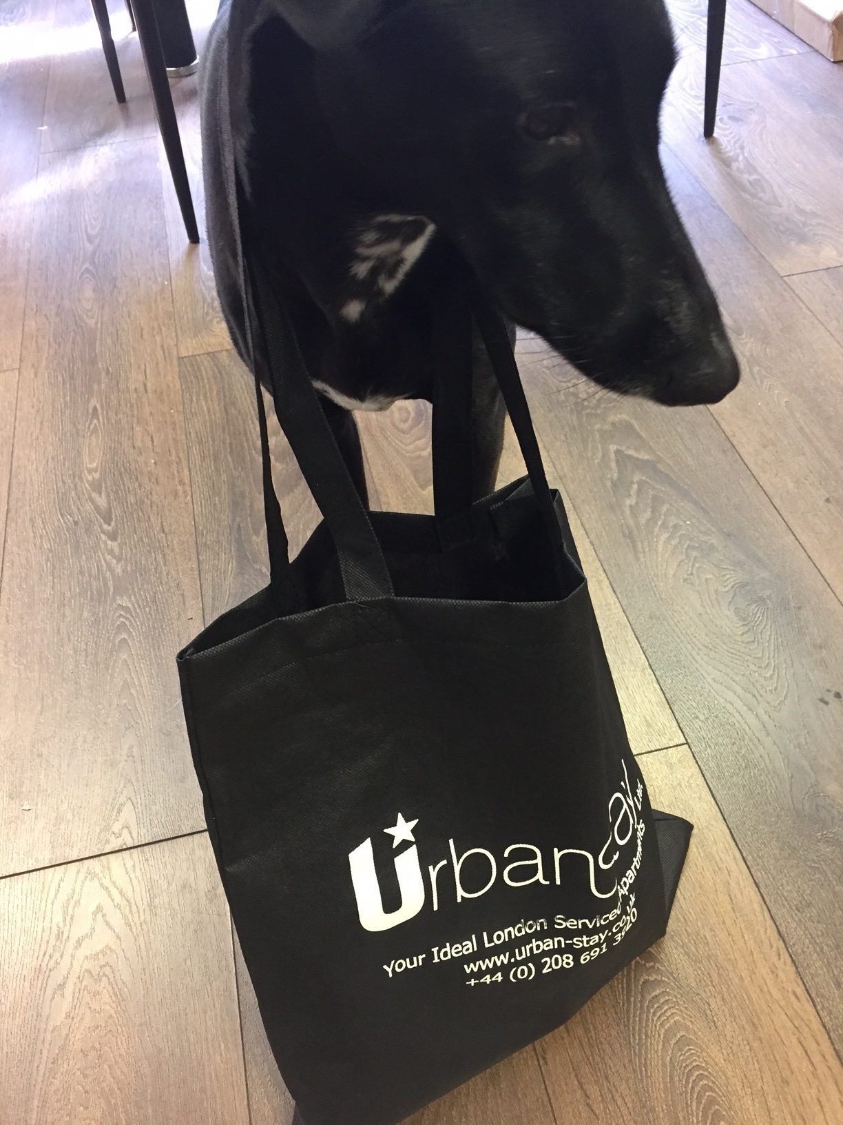 FREE Pet welcome pack with Urban Stay pet friendly apartments London - Book now! +44 (0) 208 691 3920