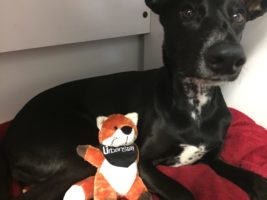 Spanish Stray Dog Adopted In Uk