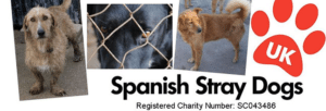 Spanish Stray Dogs Uk Charity Helping Abandoned Dogs