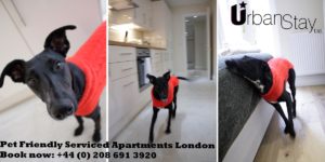Pet Friendly Apartments London Notting Hill Urban Stay 2