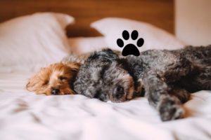 Visiting London with pets? Book pet friendly serviced apartments London with Urban Stay today! We offer the best dog friendly accommodation in London for your corporate relocation! Dog friendly holiday homes – London cat and dog friendly apartments – Better than a hotel!