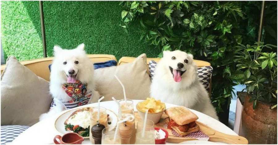 B2ap3 Large Pet Friendly Restaurants 2