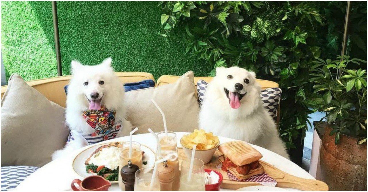 Top 5 Dog Friendly Cafe's & Restaurants in London