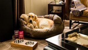 Pet Friendly Apartments West London