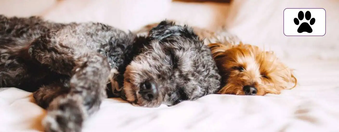 Pet-friendly-serviced-apartments-london Pet-friendly-serviced-apartments-london